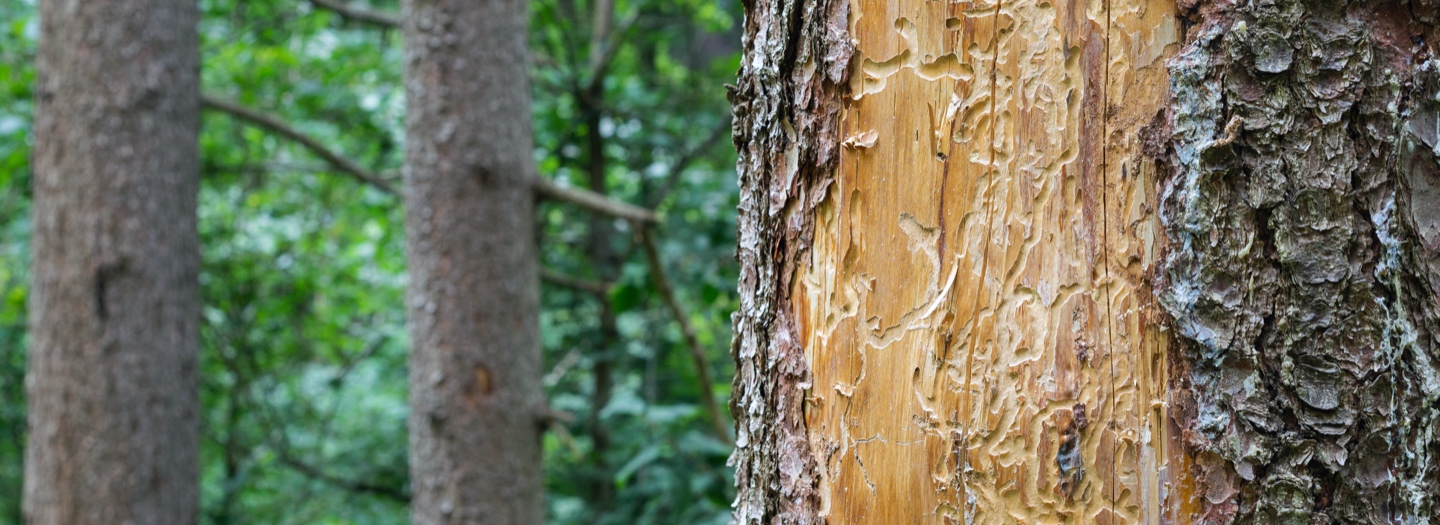 Die Nationale Biomassestrategie darf nicht zur Einschränkung nachhaltiger Holzenergienutzung führen!
