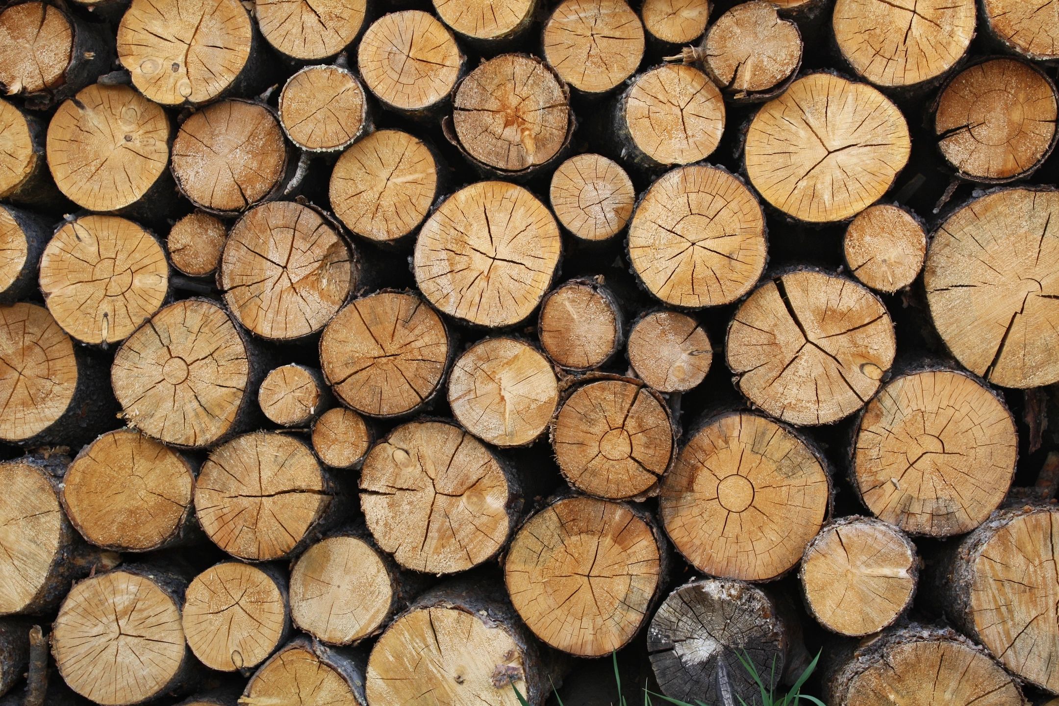 Nachhaltige Holzenergie: Baustein der Defossilisierung der deutschen Industrie!